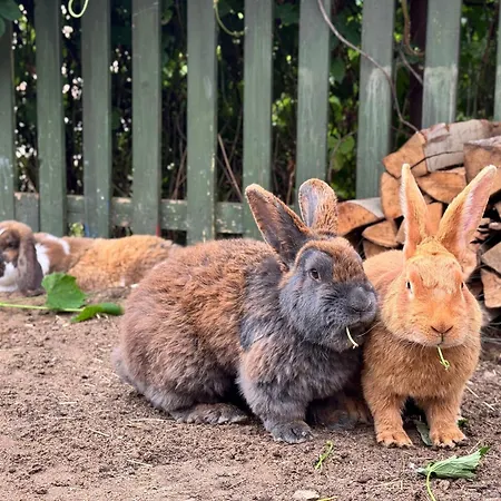 довбуш Hotel Yaremche