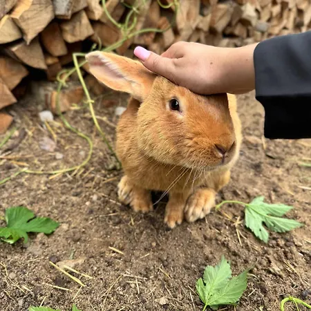 Hotel довбуш *