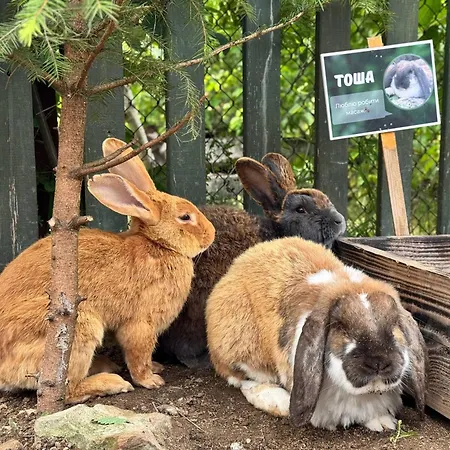 довбуш Hotel Yaremche